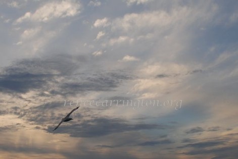 Renee' Carrington Photography